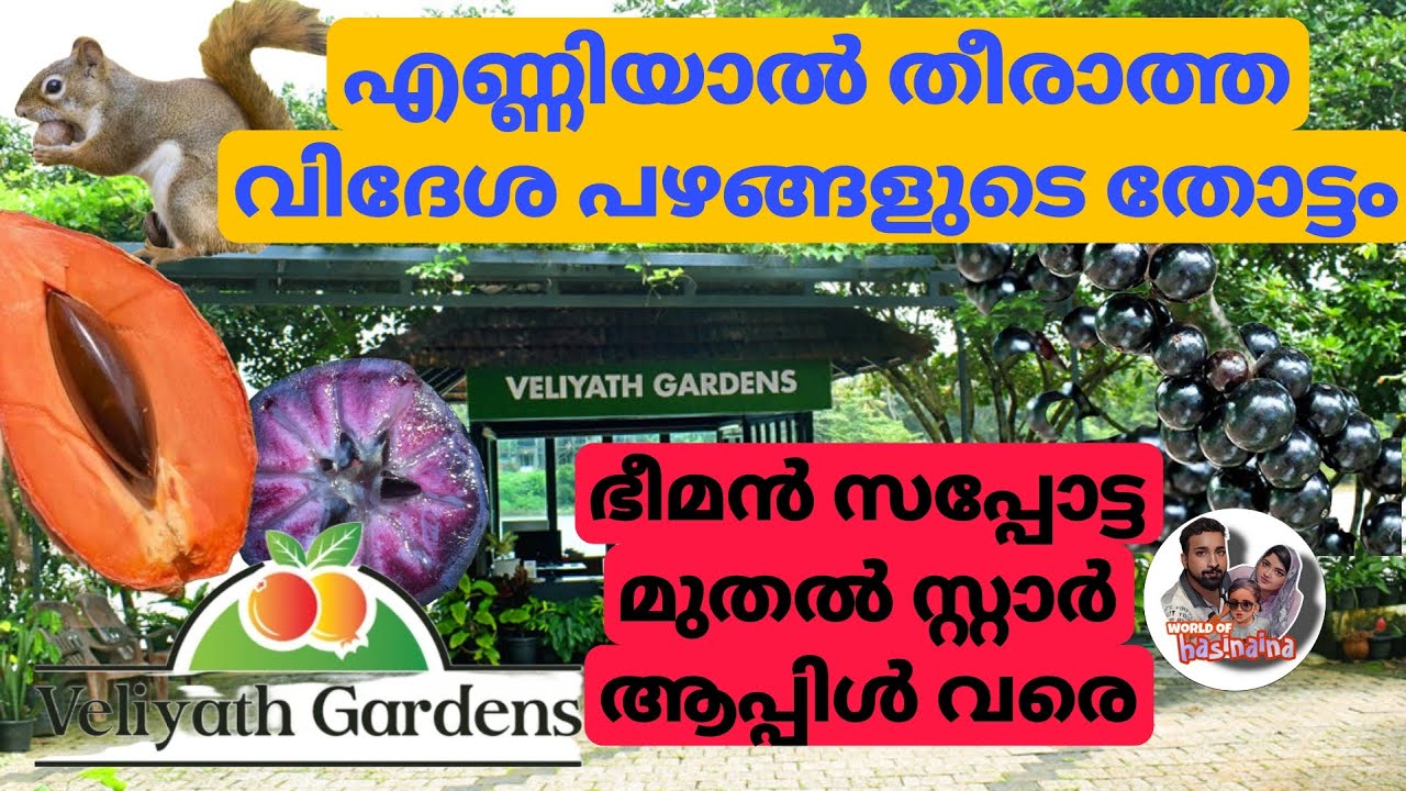 വിദേശപഴങ്ങളുടെ പറുദീസ നമ്മുടെ പെരുമ്പാവൂരിൽLargest Exotic Fruit Garden |Veliyath Gardens Perumbavoor