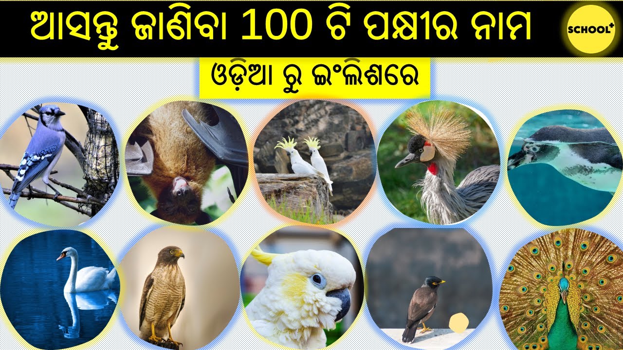 ALL BIRDS NAME ODIA TO ENGLISH | ସବୁ ପକ୍ଷୀ ମାନଙ୍କର ନାମ ଓଡ଼ିଆ ଓ ଇଂଲିଶରେ #birds #allbirdslover #odisha