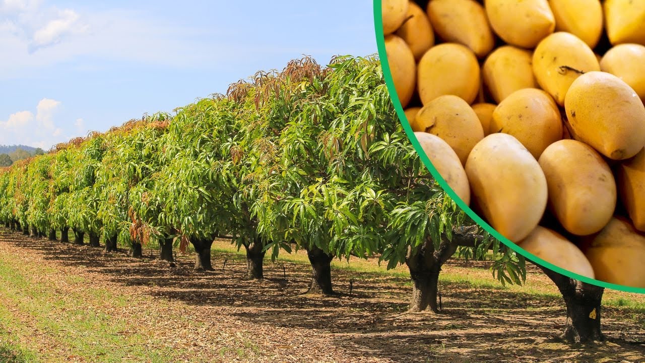 Beautiful Mango Farming In Australia || Best Mango Farm in The World