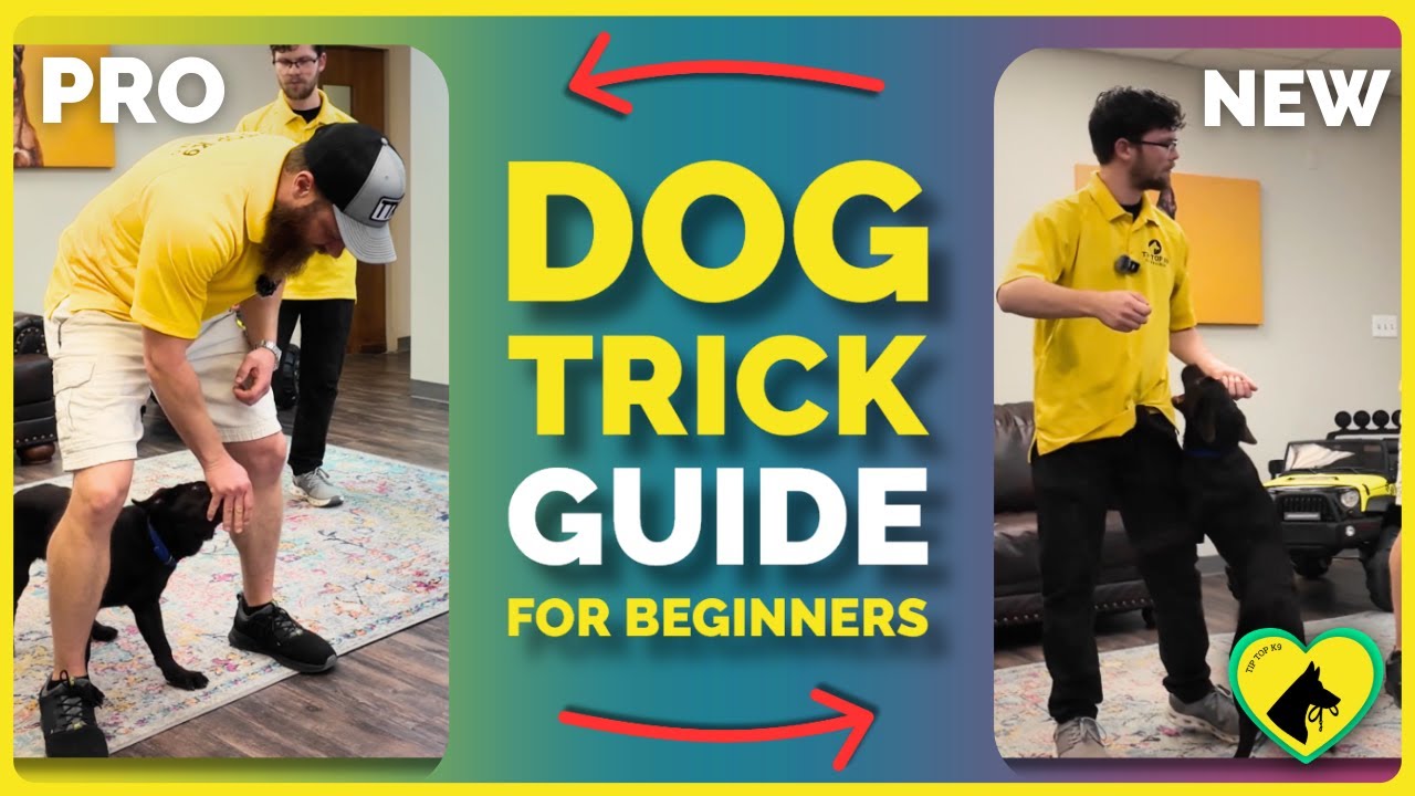 Dog Trick Tutorial for First-Timers | Step-by-Step Guide