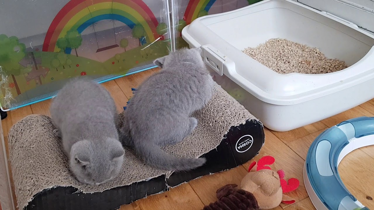 British Shorthair Kittens