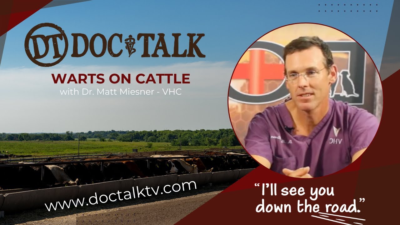 DocTalk Ep 280 - Warts on Cattle with Dr. Matt Miesner