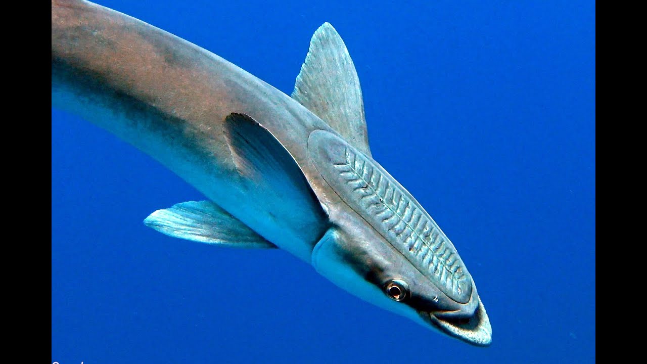Remora Shark Suckers