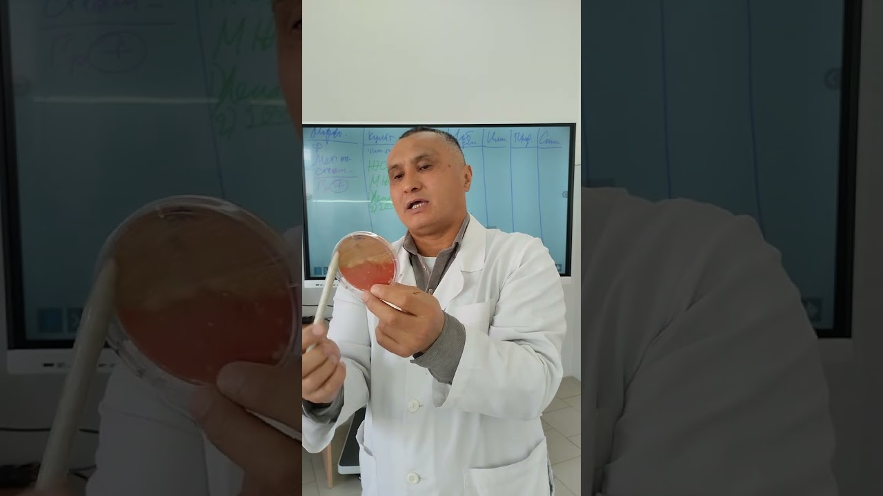 Стафилококки 
