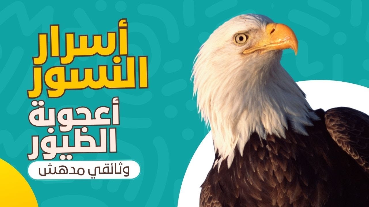 النسر سيد السماء بلا منازع : وثائقي مدهش عن عالم النسور