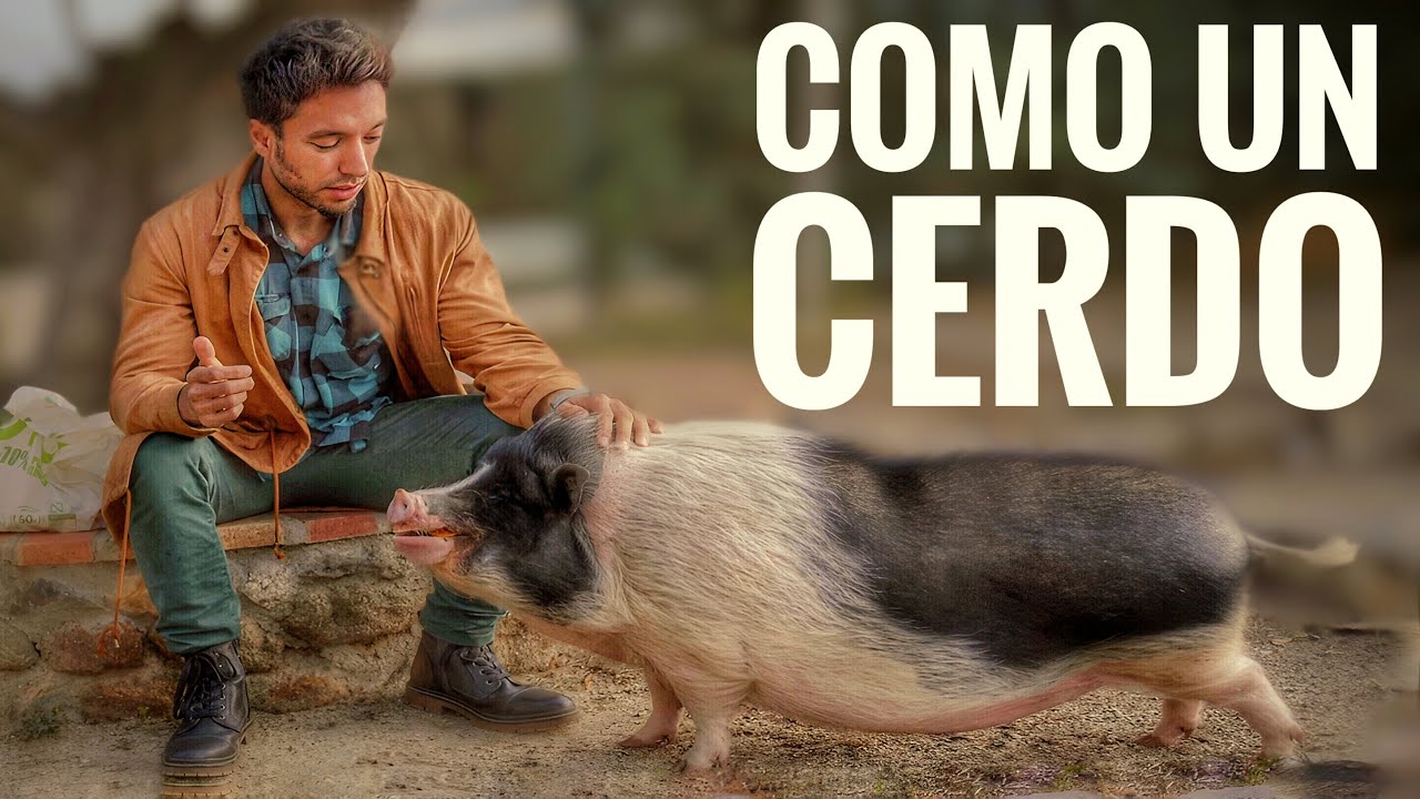 COMIENDO COMO UN CERDO