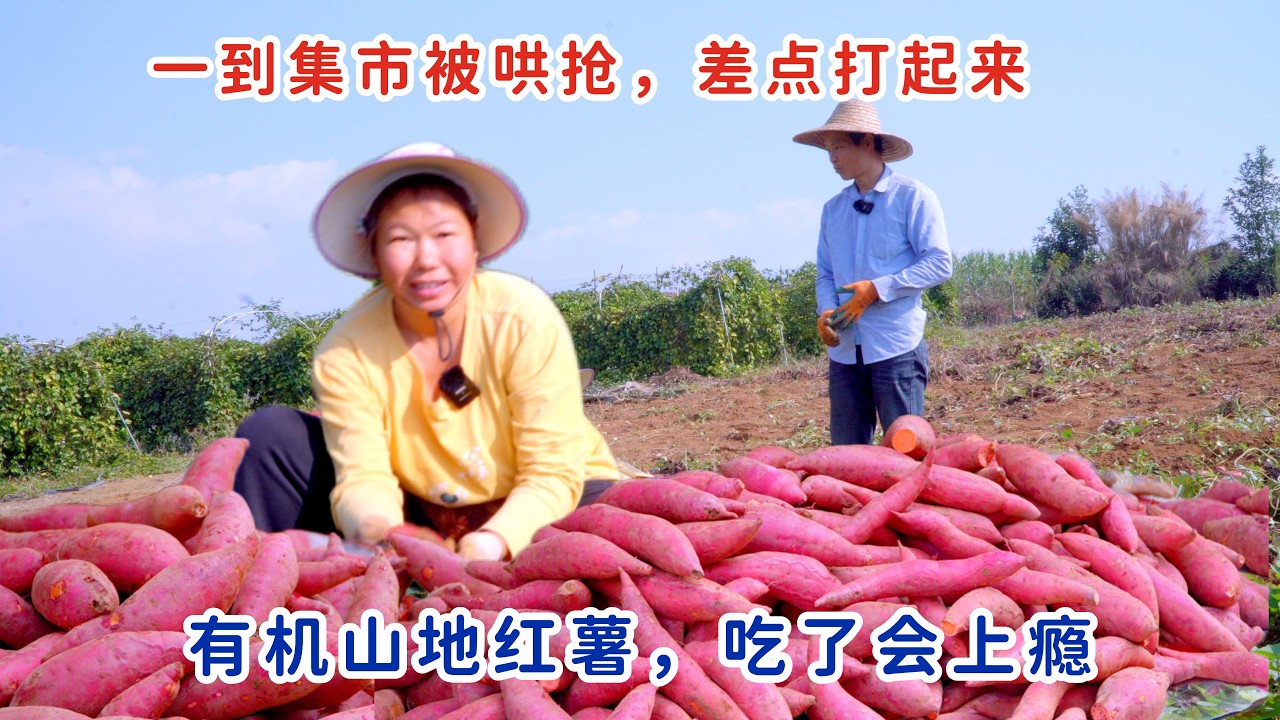 有机山地红薯，吃了会上瘾，一到集市被哄抢，拦都拦不住