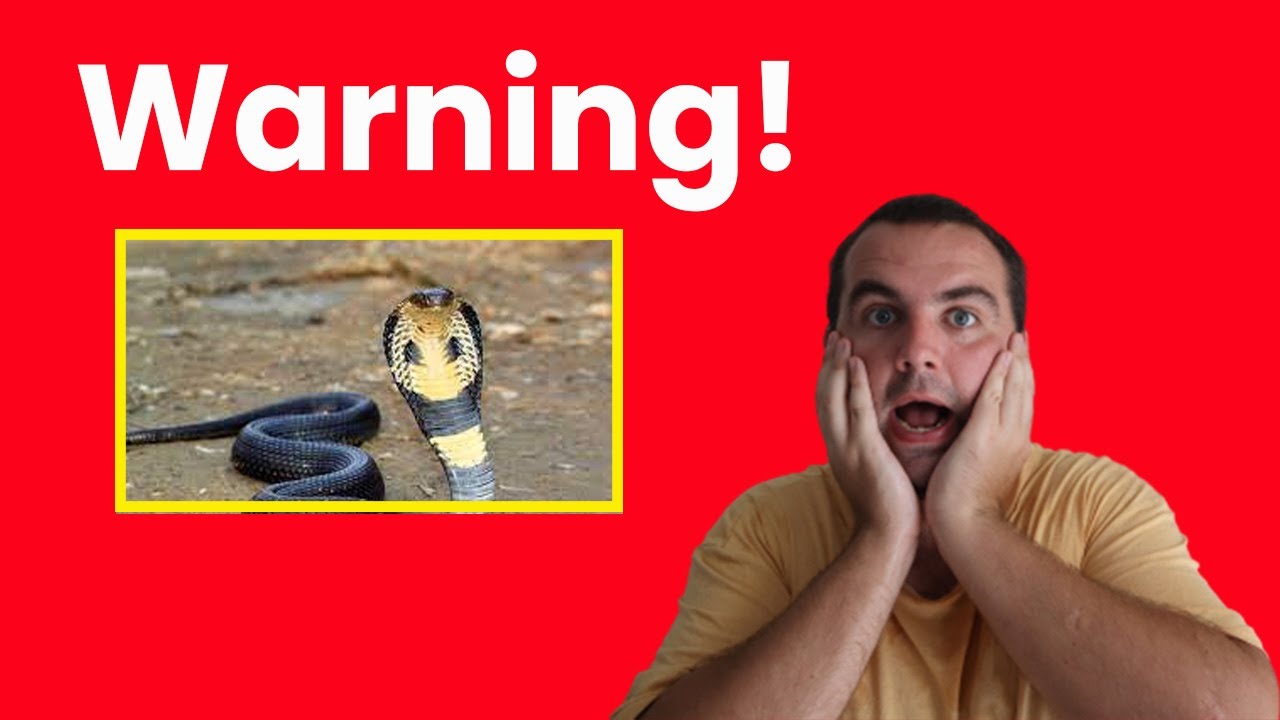 Terrifying Cobra Encounter