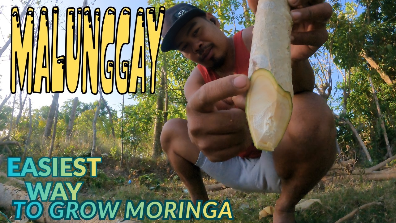 BUHAY BUKID 465: EASIEST WAY TO GROW MORINGA [ MALUNGGAY ]
