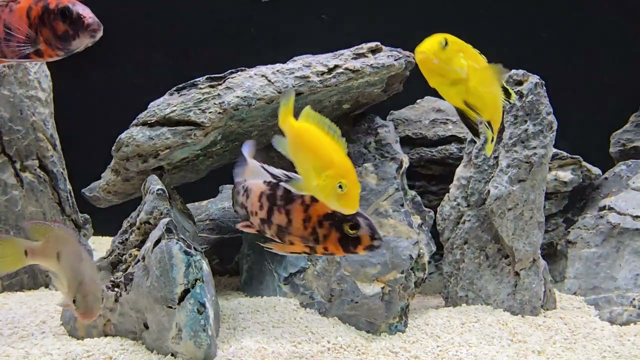 Aquarium de Cichlidés Africain