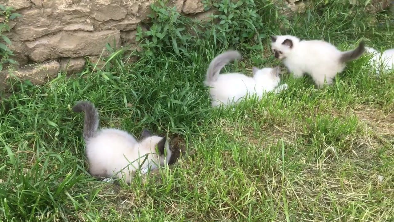 Les chatons Sacré de Birmanie jouent dans le jardin - juin 2021