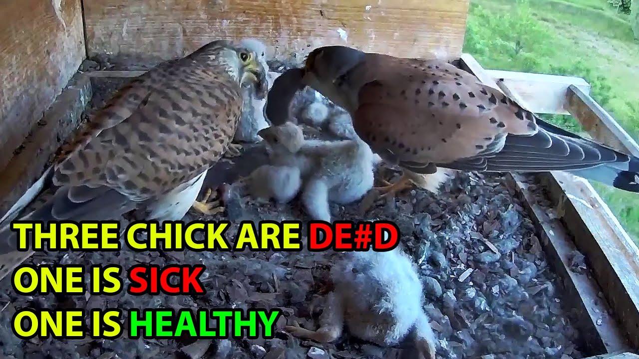 Drama In The Kestrel's Nest