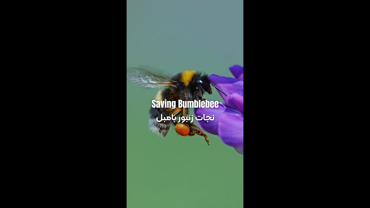 The Lost Bumblebee: A Story of Kindness and Homeward Bound