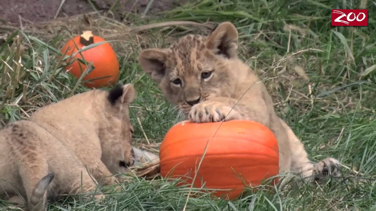 Lion Cubs Pumpkin Play Date