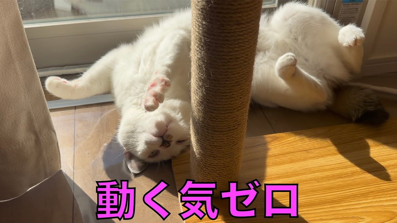 保護猫ナターシャの516日目：窓ぎわで極楽