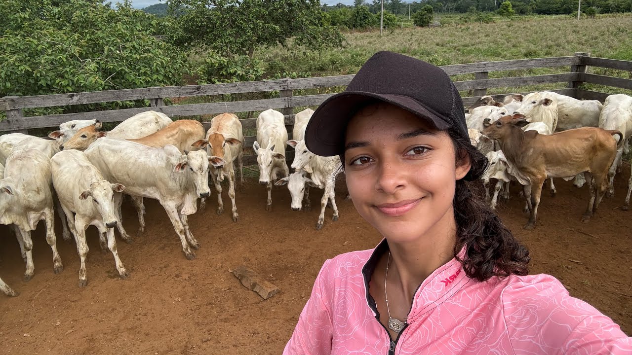 Quase que as novilhas estoura na estrada/ perrengue com a nelorada