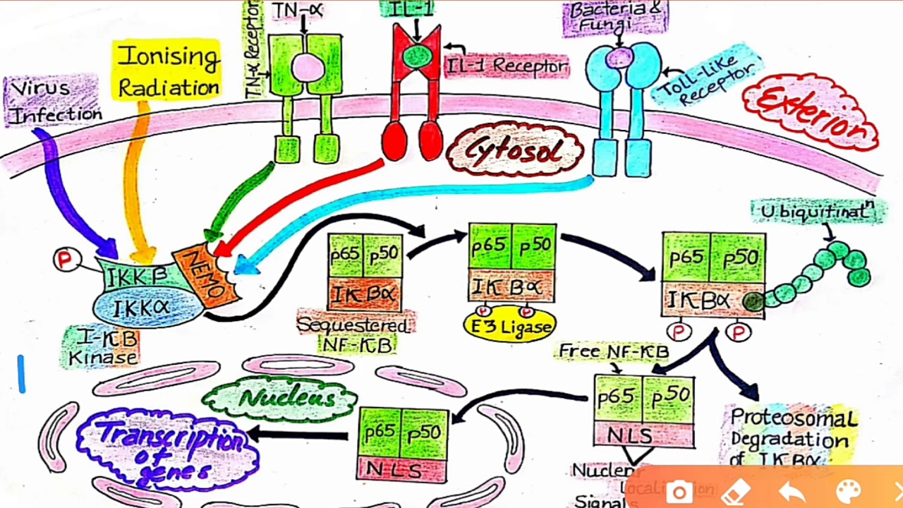 NF Kappa B Signaling Pathway
