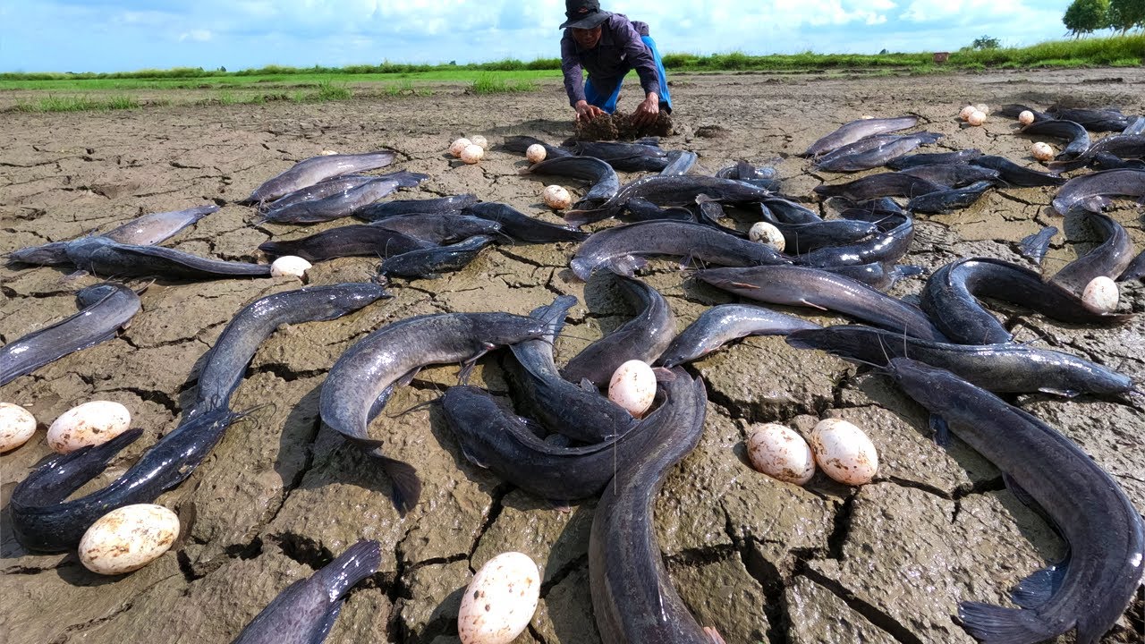 Unique Fishing Skills, Top Fishing, Best Fishing, catch a lot of fish & pick eggs duck by hand
