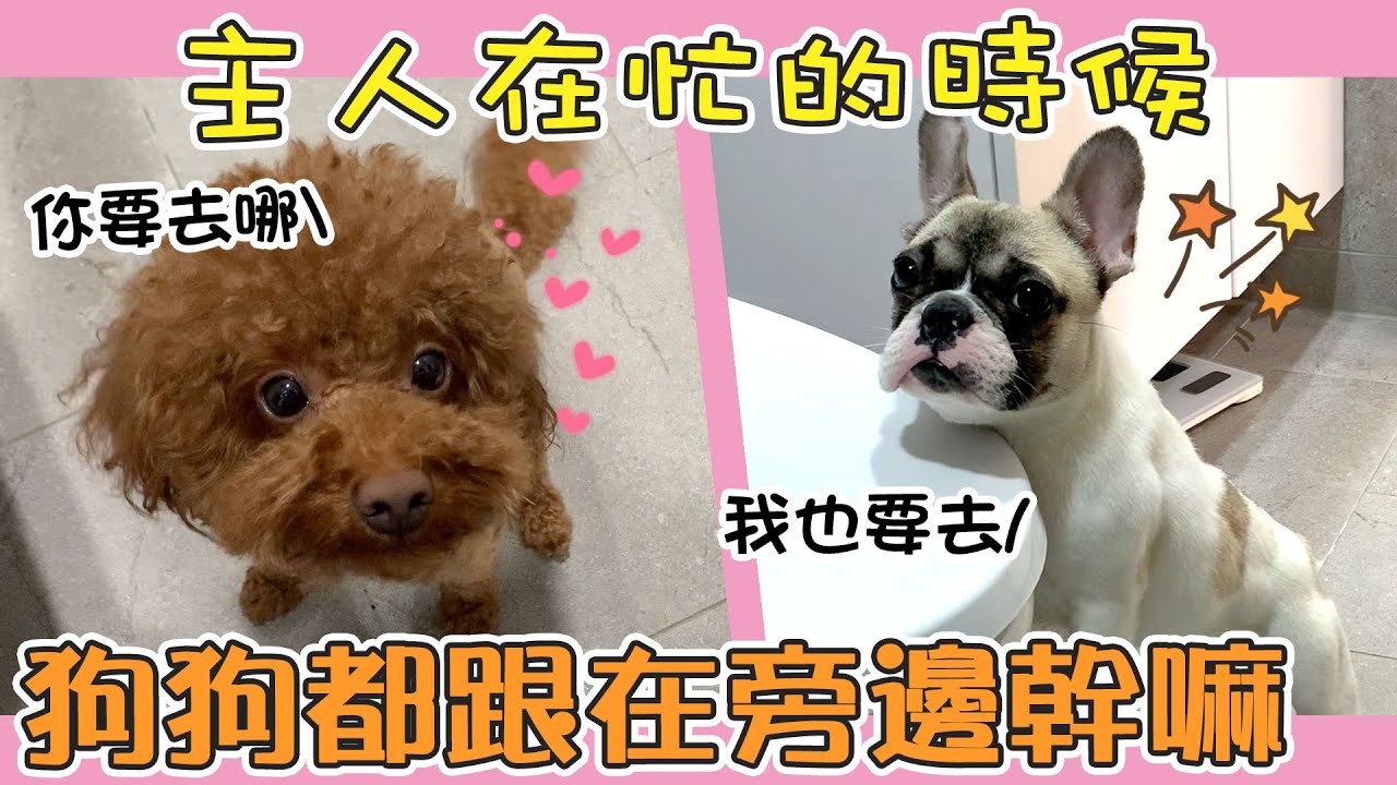 一豬小公主｜主人在忙的時候 狗狗都跟在旁邊幹嘛