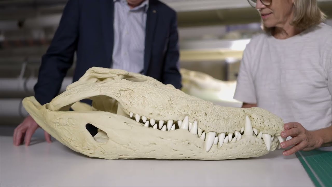 Croc! Lost Giants to Living Legends exhibition