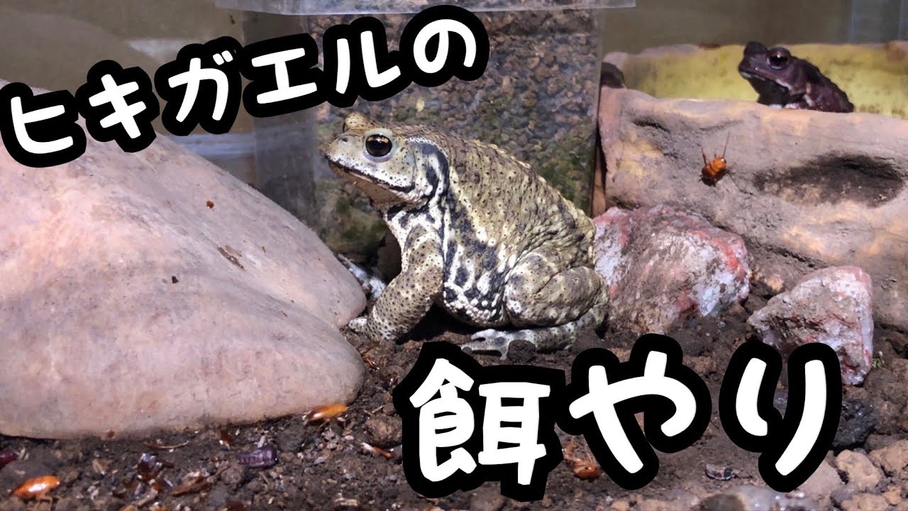ヒキガエルの餌やり