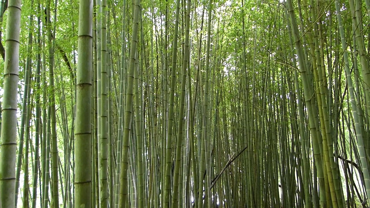 flora asi&aacute;tica BAMBU CHIN&Ecirc;S jardinagem paisagismo planta do oriente china
