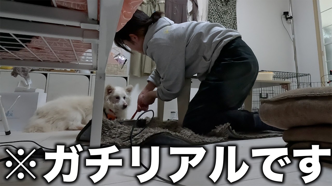 【ついに完全公開】24時時間撮影！保護犬をお家で飼ってみたらどうなるのか Part1