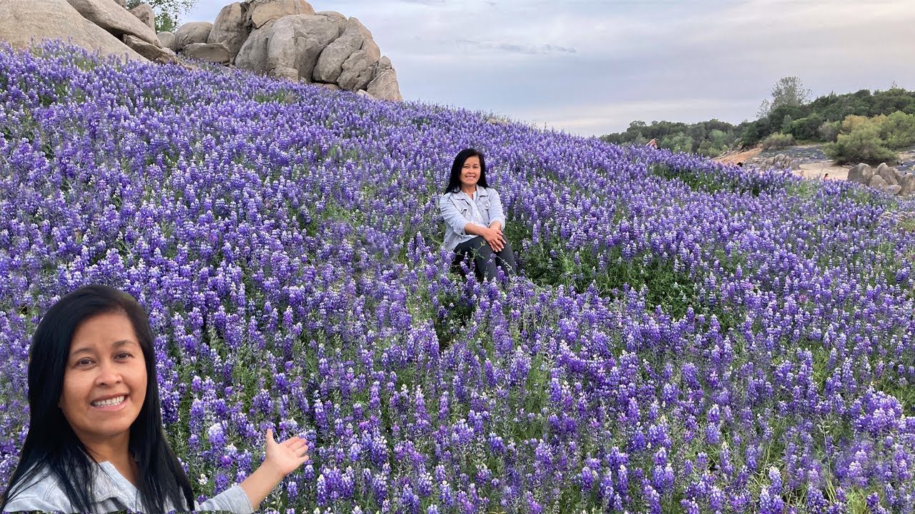 Folsom Lake Lupine Bloom 2021