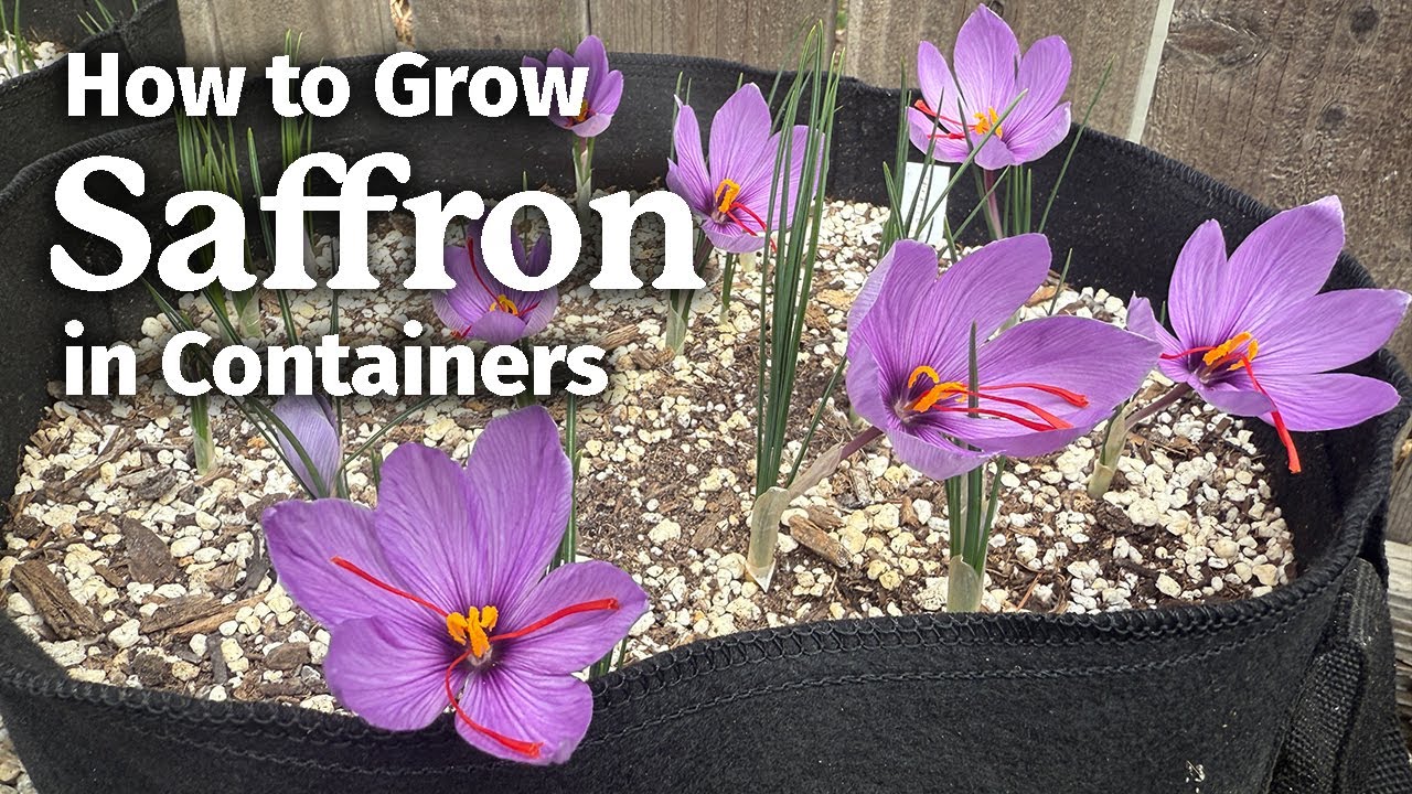 How to Grow Saffron in Containers at Home | Harvest the World&rsquo;s Most Expensive Spice!