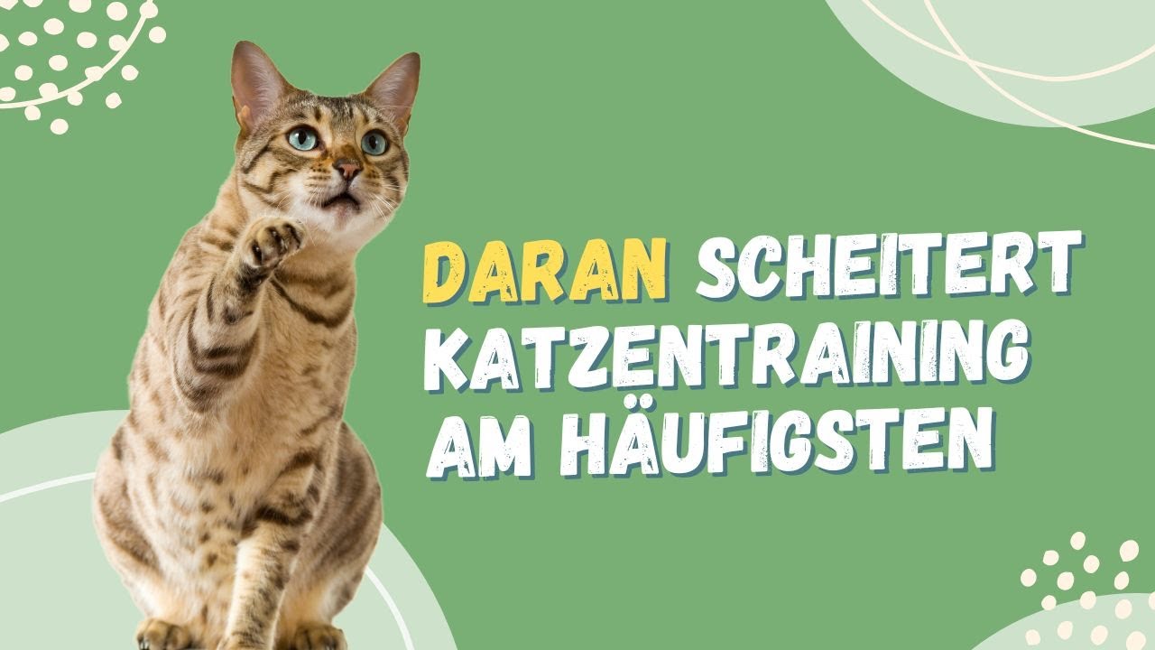 Daran scheitert Katzentraining am häufigsten (Resilienz bei Katzen)