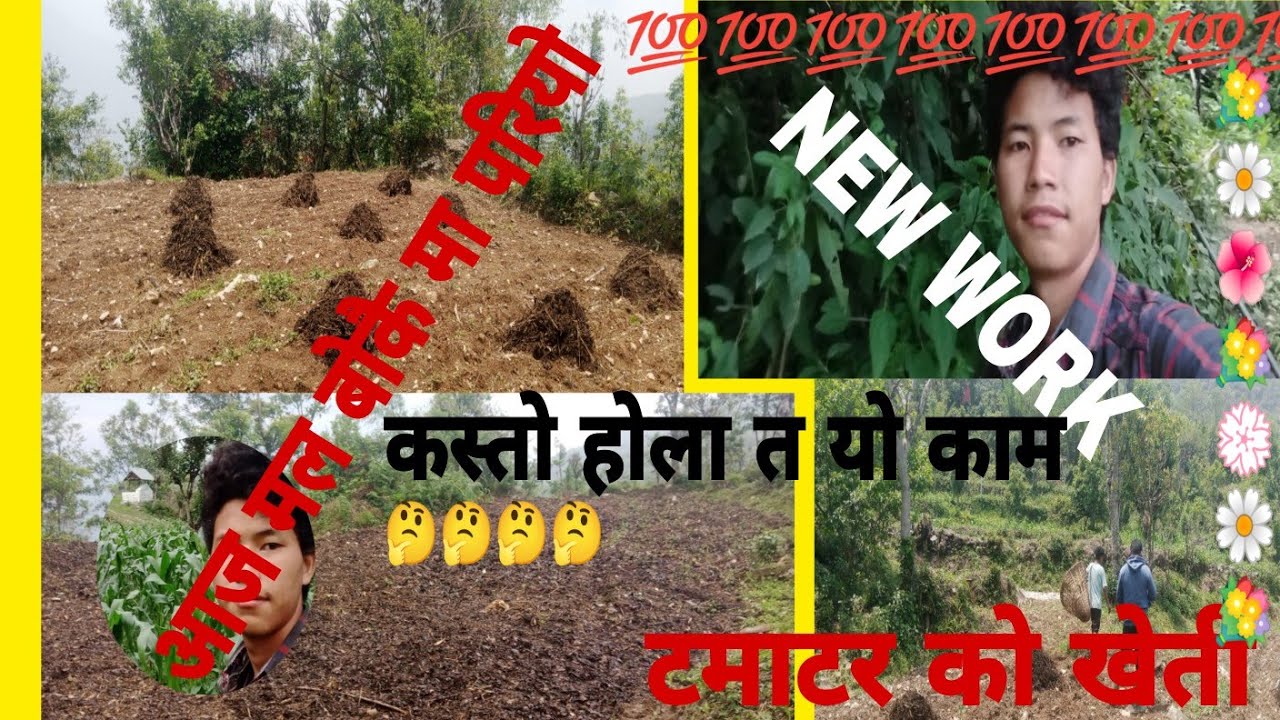 KASTO HOLA TA || 🤔🤔🤔 || टमाटर को खेती गर्दा || 💯💯 || MAL BOKAI MA PARIYO || 🌺🌼💐🌺 #new #vlog