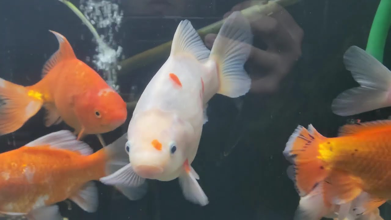 【入荷】国産　大型金魚MIX18～27㎝±（和金・ジャンボ獅子頭等）