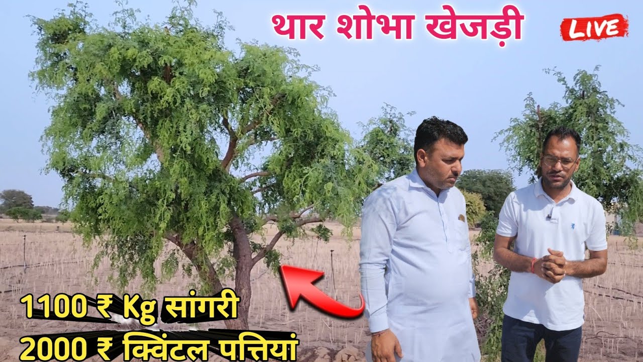 थार शोभा (खेजड़ी) एक पेड़ से ₹ 20000 से ₹50000 तक की कमाई 💥Thar Sobha khejri ✔️