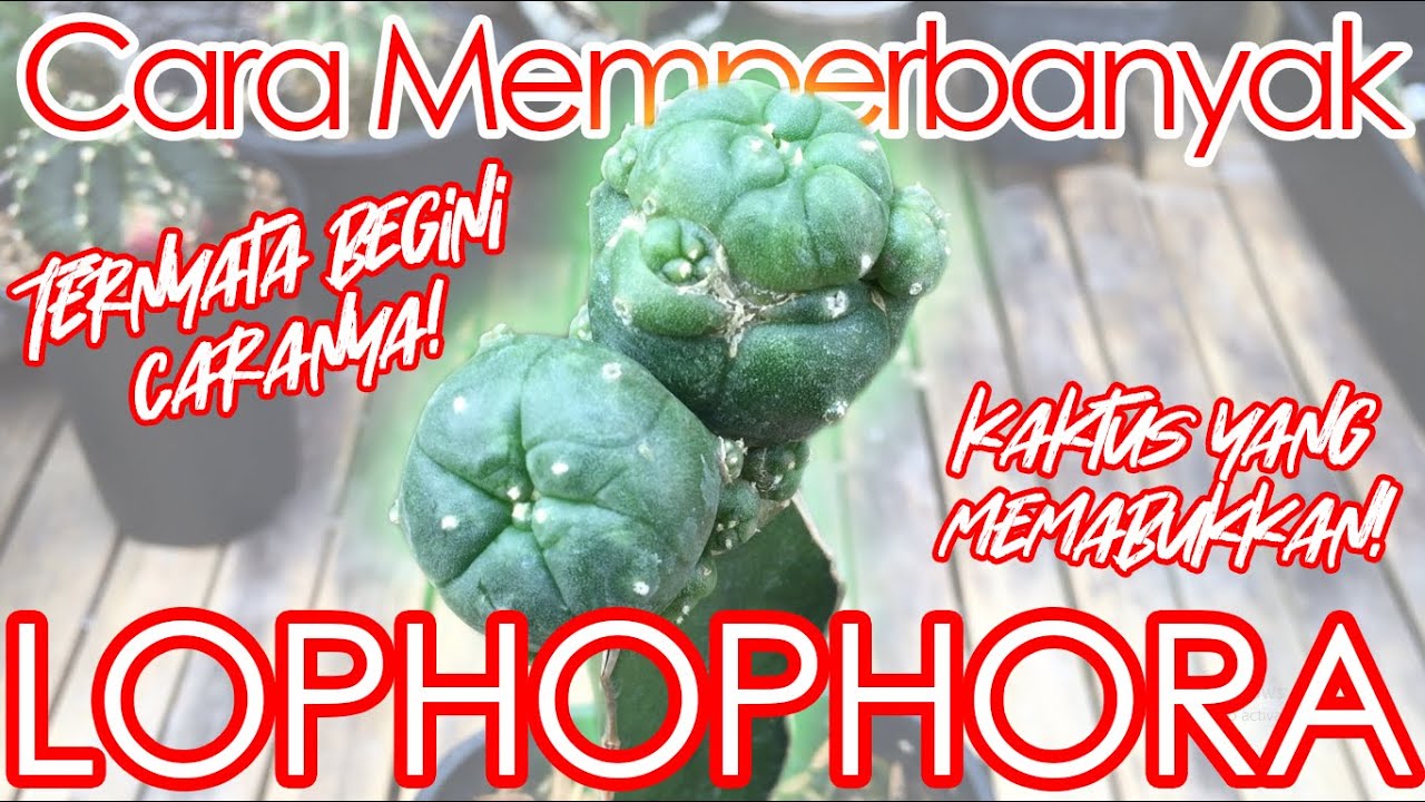 Cara Memperbanyak Kaktus Lophophora Williamsii