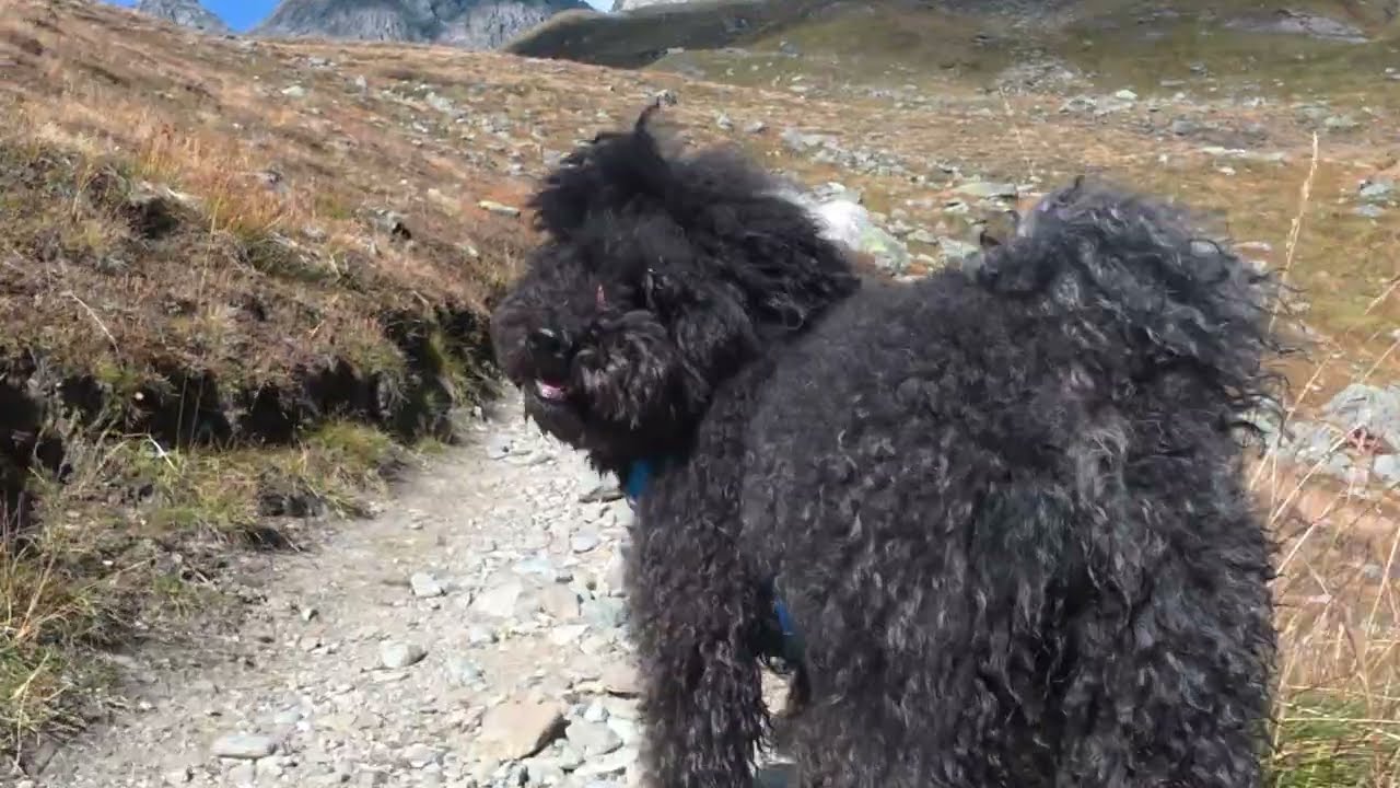 A walk in the Alps (but it's in 4K)