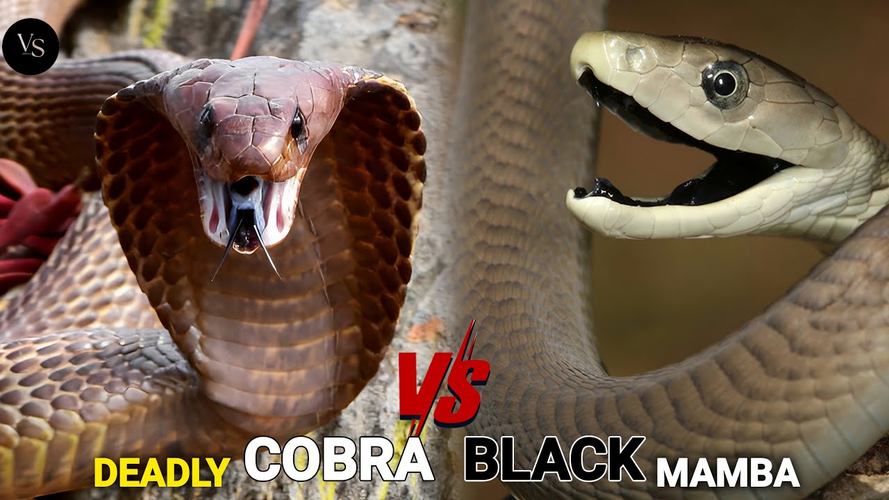 Black Mamba vs Cobra &ndash; Deadliest Snake Battle Ever!