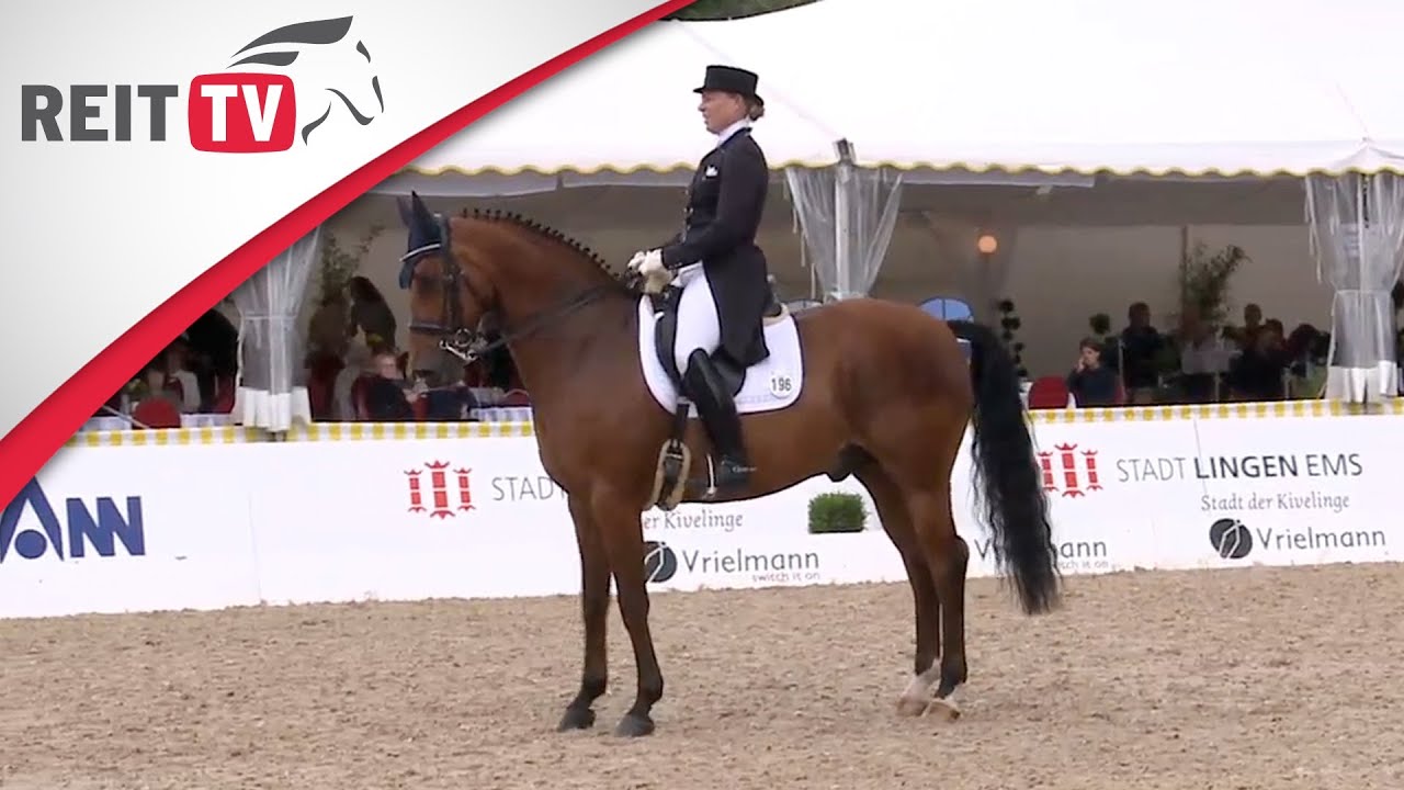 Dressurreiten lernen: Richtige Hilfen beim Reiten - die ganze Parade