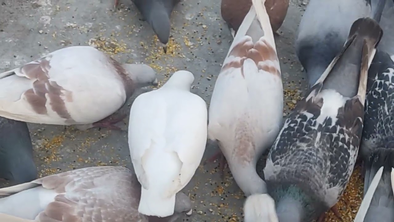 এক কবুতর এর দুই বউ কালু আর লালু #pigeon #pigeonlaver #kabootar#birdspecies #birdspecies#vilogpigeon 