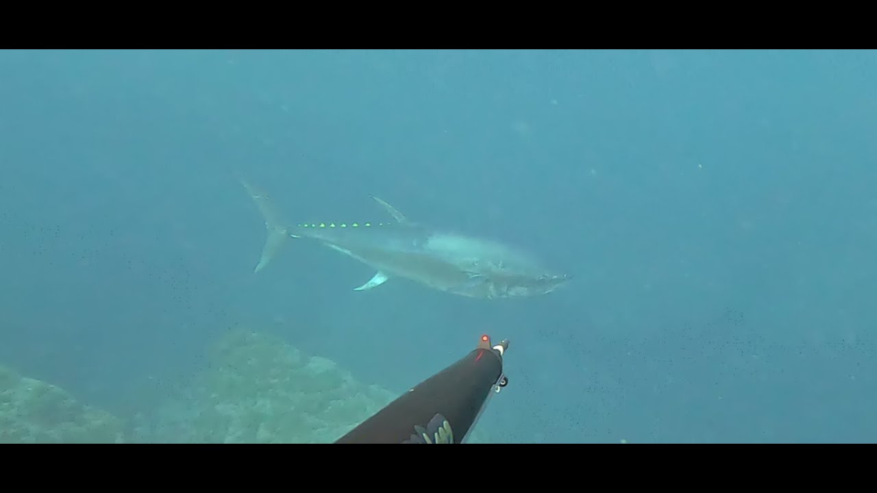 PESCA SUB SARDEGNA: TONNO GIGANTE IN 3 METRI D'ACQUA
