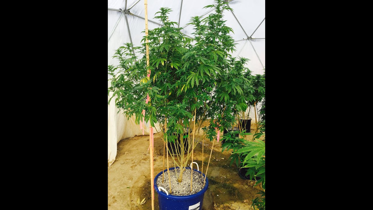 Geodesic Greenhouse Grow 2015 Season Day 23 Flower Coco + Cyco