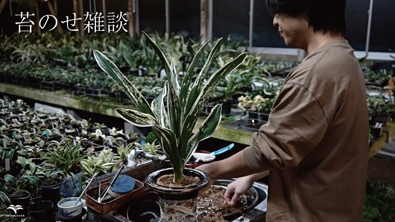 苔のせラジオ / 万年青がもし流行ったら＋バイオ栽培できるの？