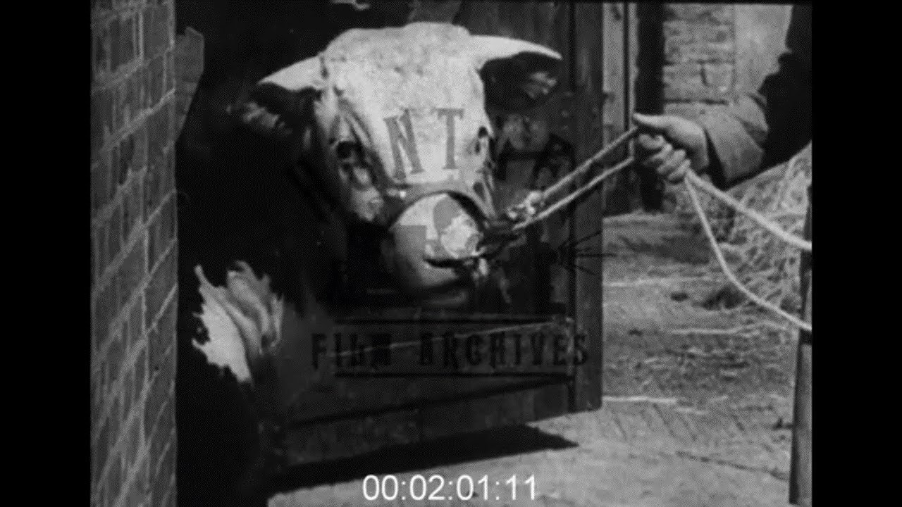 Hereford Cattle in Herefordshire, 1930s - Film 1007368