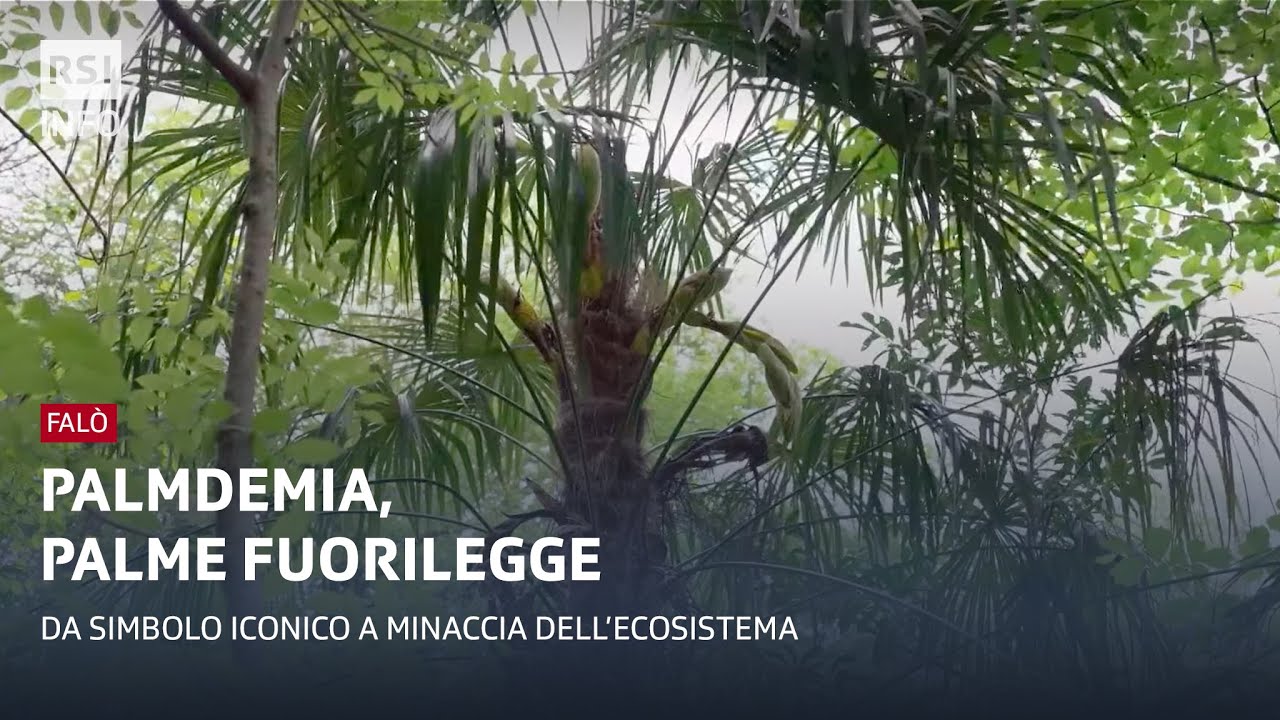 Palmdemia, palme fuorilegge: Falò | RSI Info