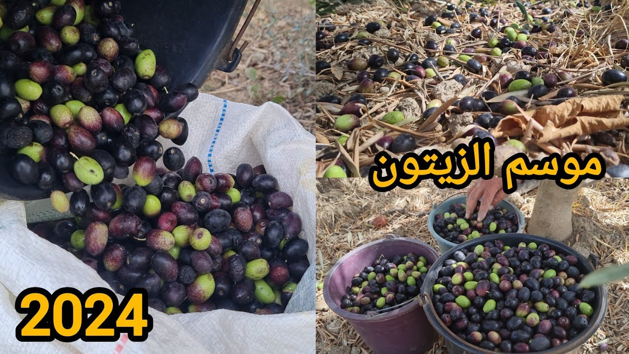 يقترب موسم الزيتون على واد غيس 2024 elhoceima