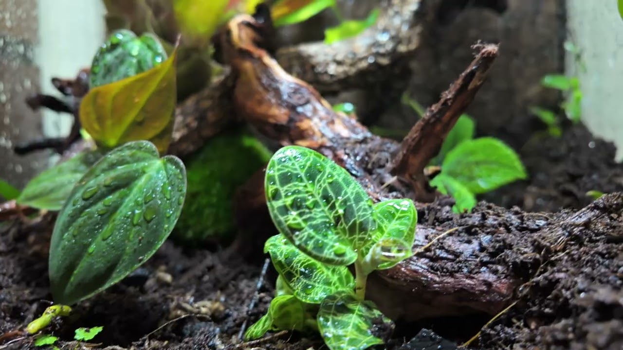 CINEMATIC clips of my new vivarium for 2 red eyed tree frogs called cloud canopy☁️🐸🌿⛈️#rainforest 