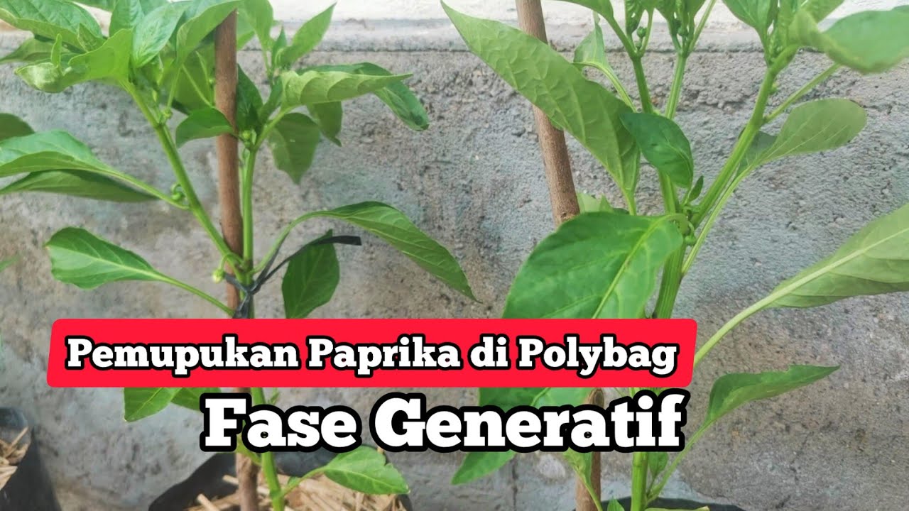 Merawat Tanaman Paprika Fase Generatif di Polybag