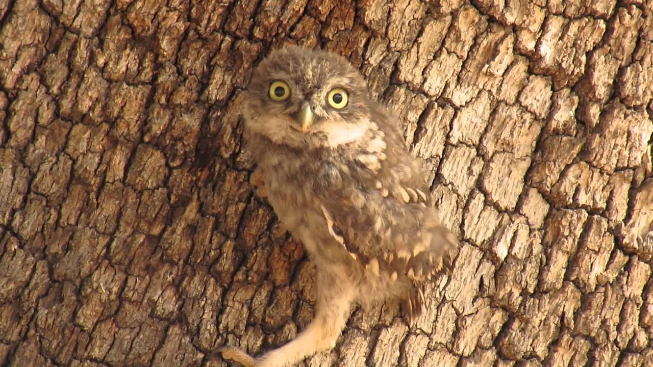 Mochuelo europeo (Athene noctua)