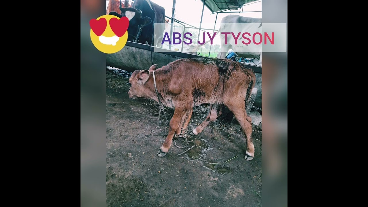 #Shorts #abs #ABS JY TYSON