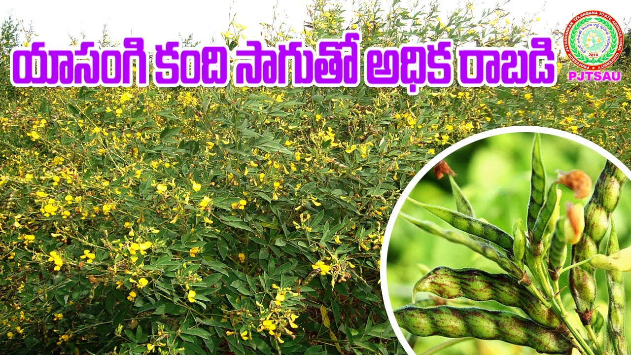 Rabi redgram cultivation యాసంగి కంది సాగుతో అధిక రాబడి