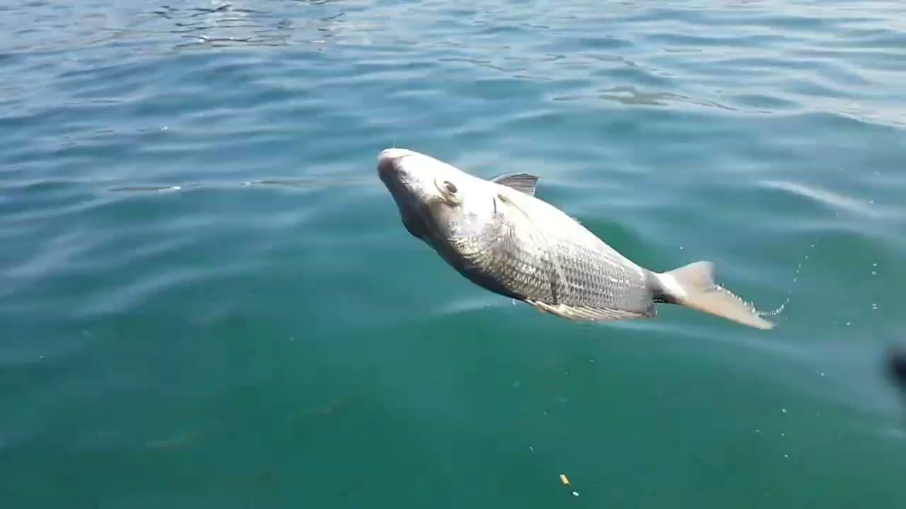 une parfaite sortie de pêche à Agadir 🐟Maroc🎣👍#جولةصيد السمك عبر قارب في أكادير 🐟🛳💯